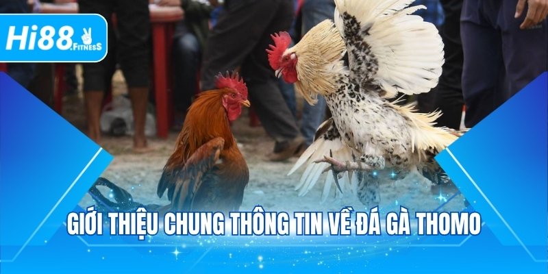 Giới thiệu chung thông tin về đá gà Thomo